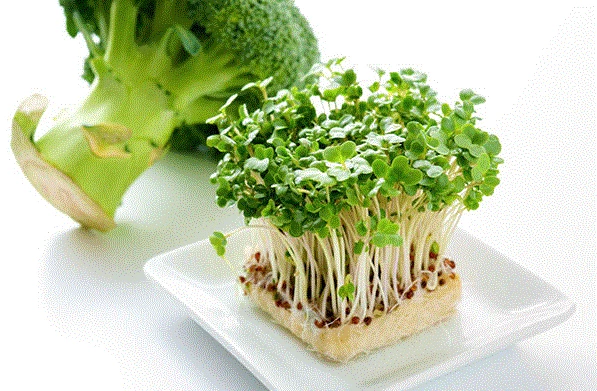 mầm bông cải xanh